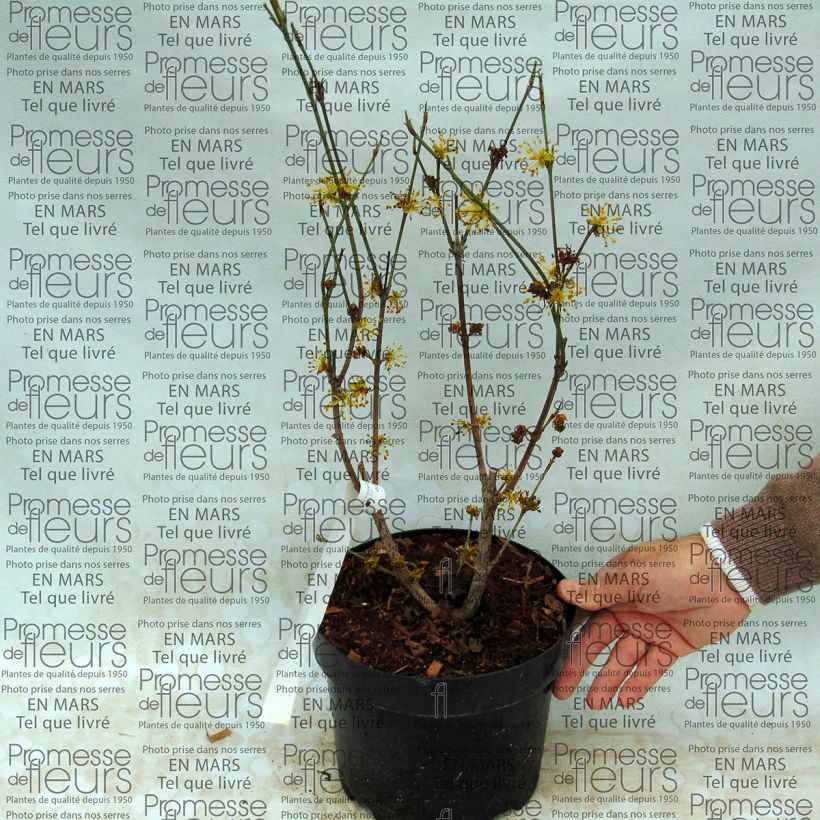 Example of Cornus officinalis - Japanese Cornelian Cherry specimen as delivered