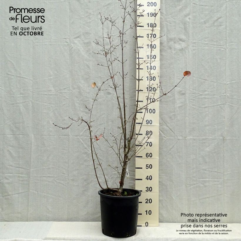 Cornus officinalis Robins Pride - Japanese Cornelian Cherry 20L/25L pot sample as delivered in autumn