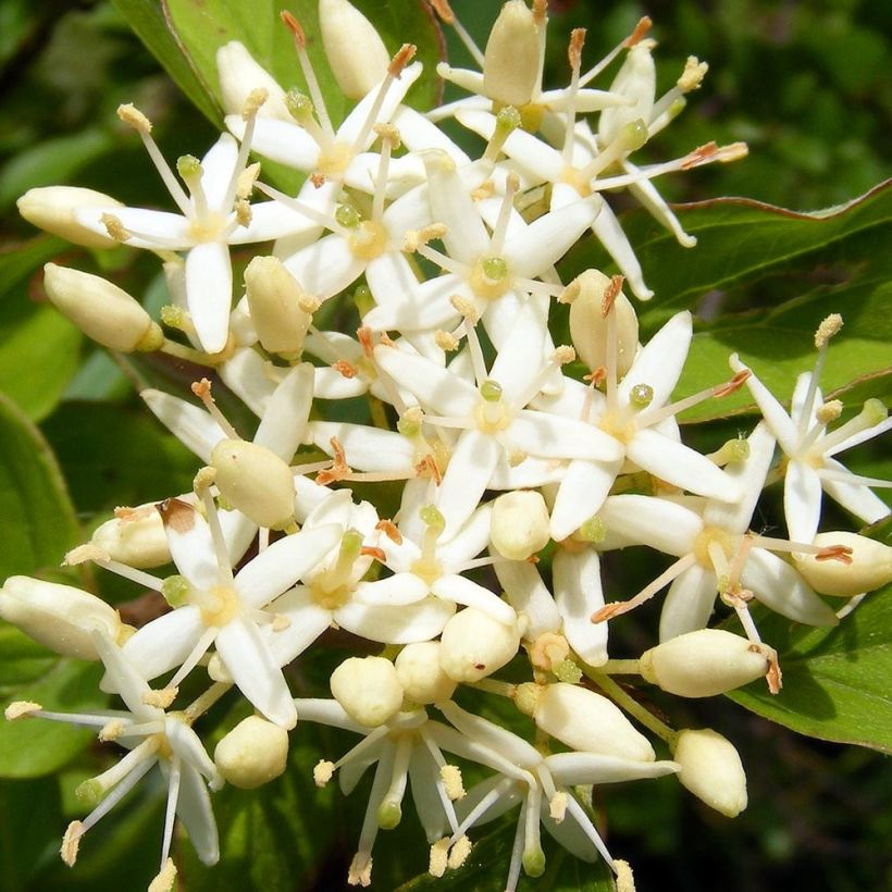 Cornus sanguinea - Common Dogwood (Flowering)
