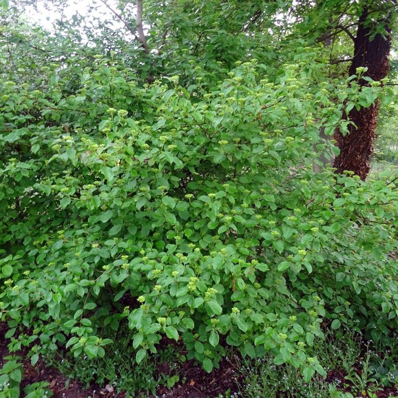 Cornus sanguinea - Common Dogwood (Plant habit)