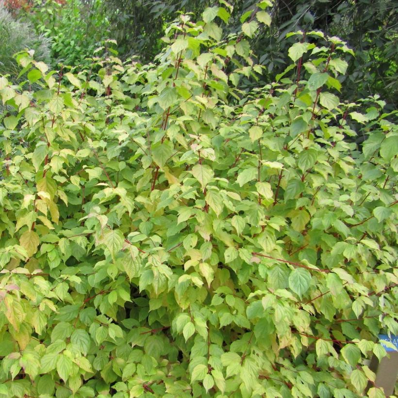 Cornus sanguinea Annys Winter Orange - Common Dogwood (Plant habit)