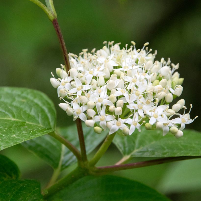 Common Dogwood - Cornus sanguinea (Flowering)