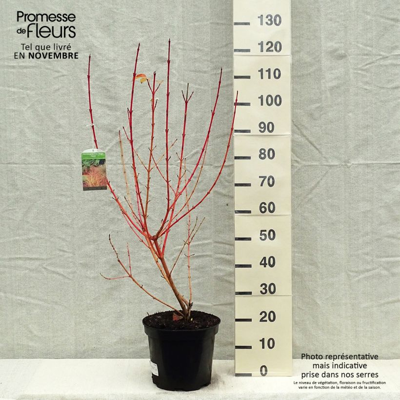 Cornus sanguinea Magic Flame - Common Dogwood 7.5L/10L pot sample as delivered in autumn