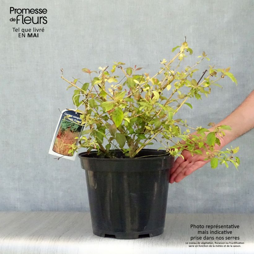 Cornus sanguinea Magic Flame - Common Dogwood 7.5L/10L potShipped height around 50/60cm sample as delivered in spring