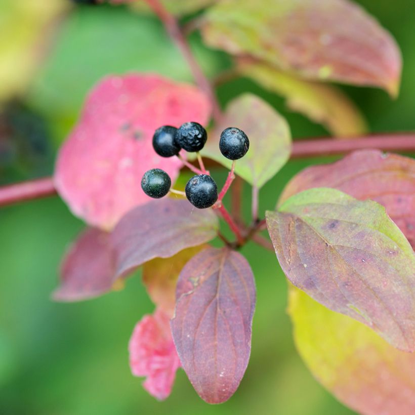Cornus sanguinea Magic Flame - Common Dogwood (Harvest)