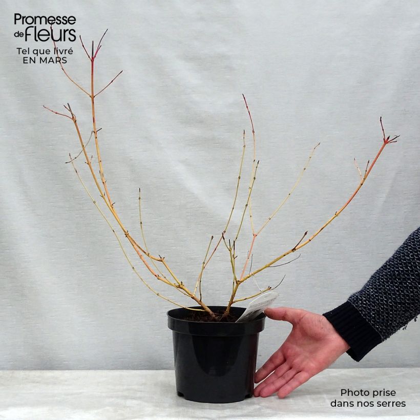 Cornus sanguinea Midwinter Fire - Common Dogwood sample as delivered in spring