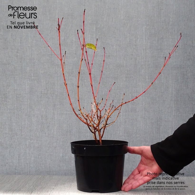 Cornus sanguinea Midwinter Fire - Common Dogwood 2L/3L pot sample as delivered in autumn