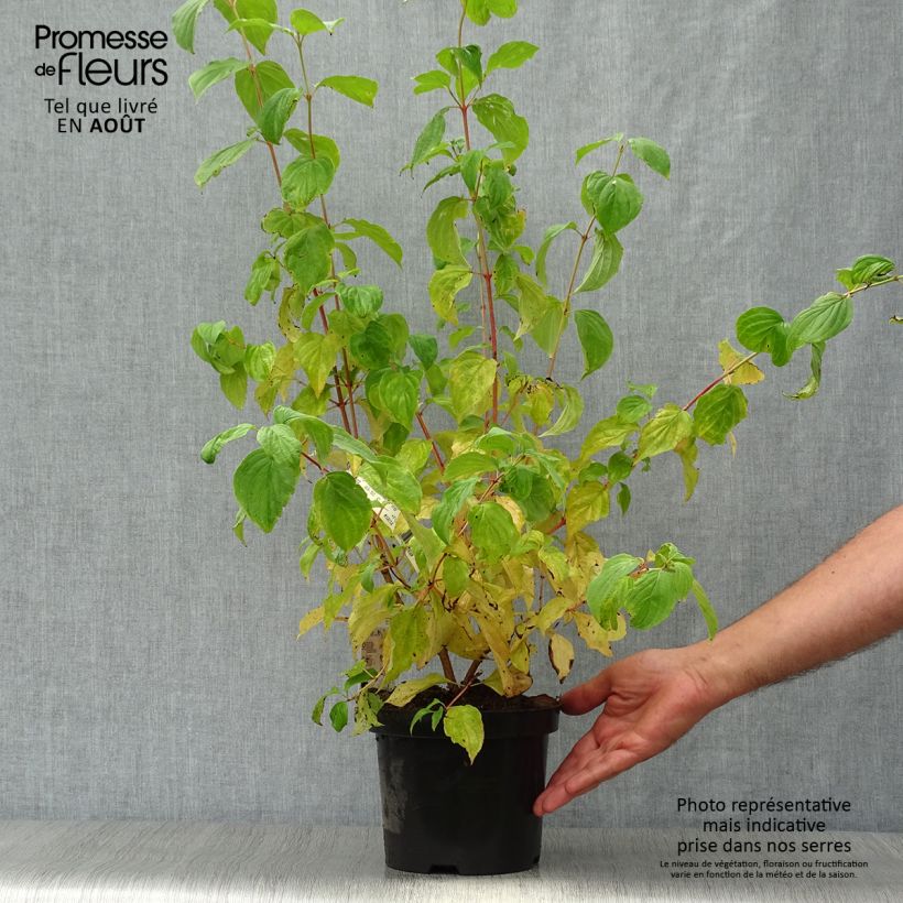 Cornus sanguinea Midwinter Fire - Common Dogwood 2L/3L pot sample as delivered in summer