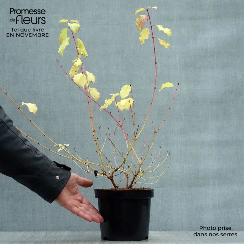 Cornus sanguinea Winter Beauty - Common Dogwood 2L/3L pot sample as delivered in autumn
