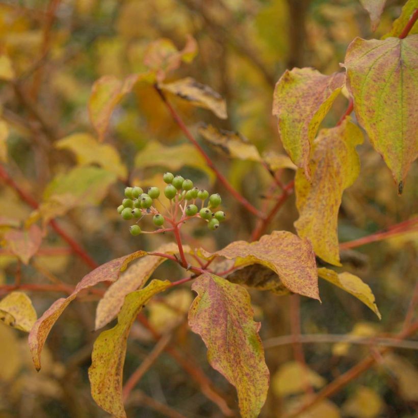 Cornus sanguinea Winter Beauty - Common Dogwood (Foliage)