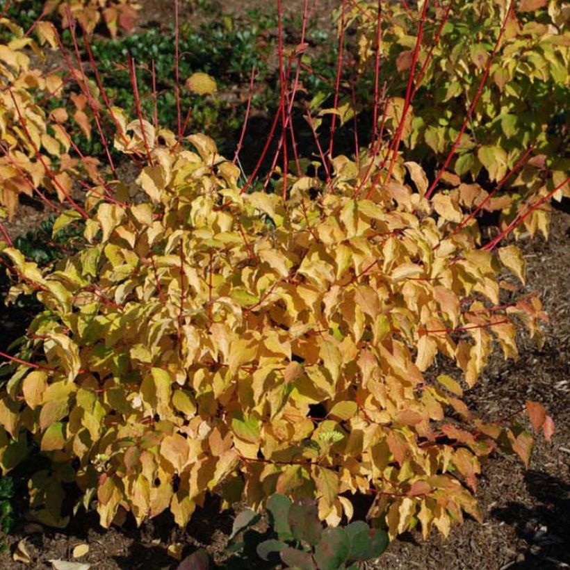 Cornus sanguinea Winter Beauty - Common Dogwood (Flowering)