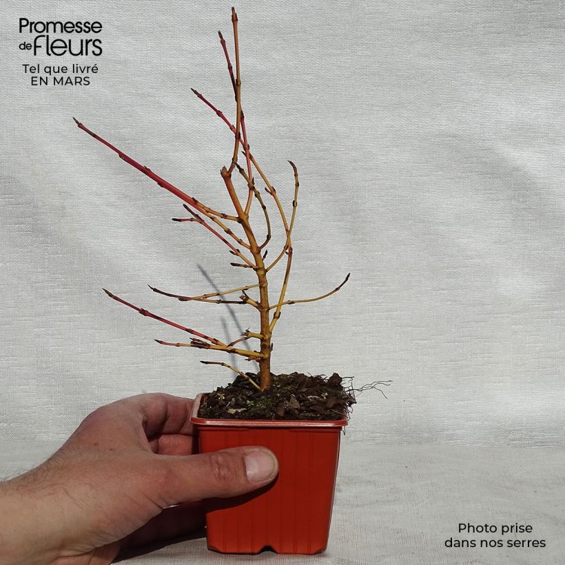 Cornus sanguinea Winter Beauty - Common Dogwood sample as delivered in spring