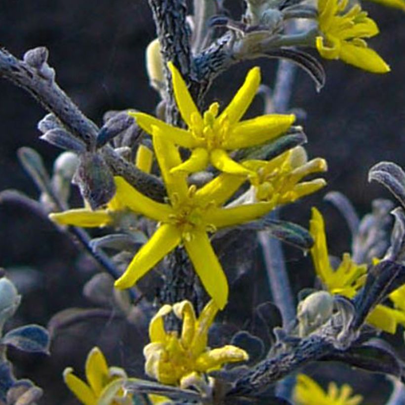 Corokia cotoneaster Little prince (Flowering)