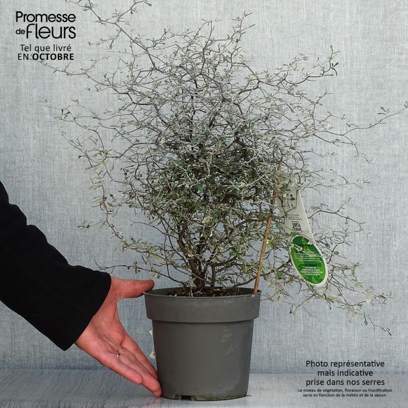 Corokia cotoneaster 1L/1.5L pot sample as delivered in autumn