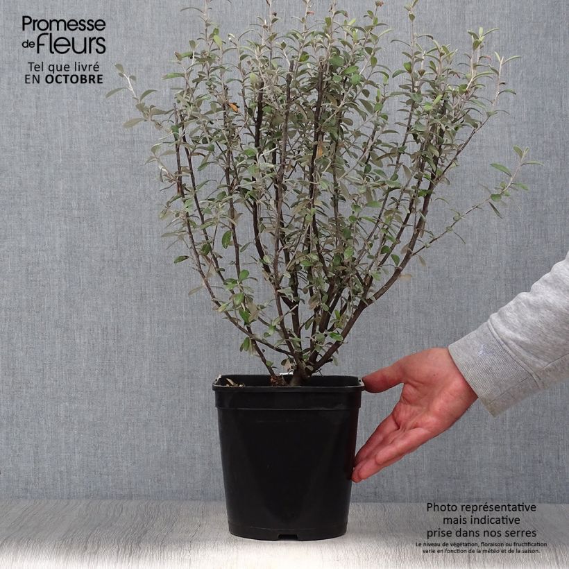 Corokia virgata Frosted chocolate 4L/5L pot sample as delivered in autumn