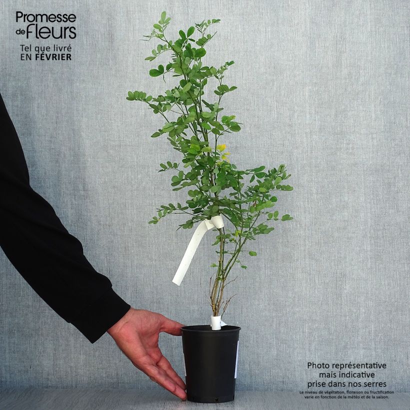 Hippocrepis emerus 1L/1.5L pot sample as delivered in autumn
