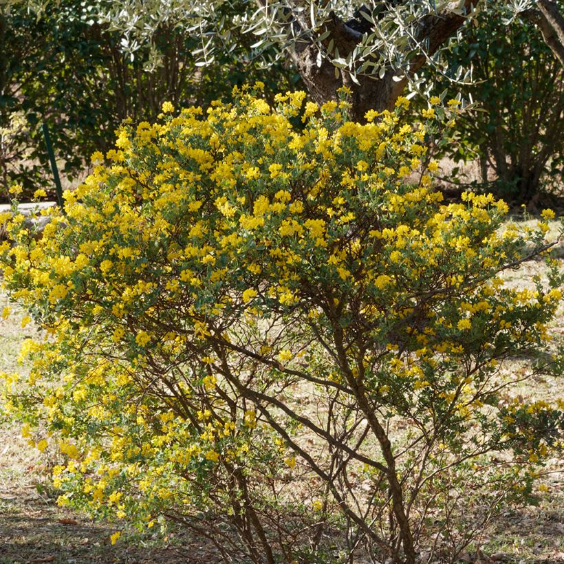 Hippocrepis emerus (Plant habit)