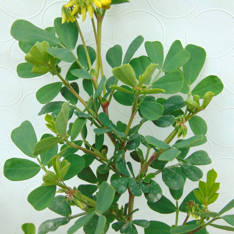 Coronilla valentina subsp. glauca (Foliage)