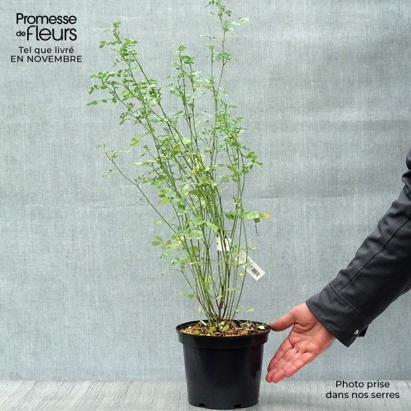 Coronilla valentina subsp. glauca 2L/3L pot sample as delivered in autumn