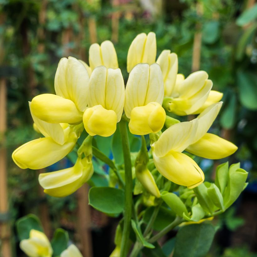 Coronilla valentina subsp. glauca Citrina (Flowering)