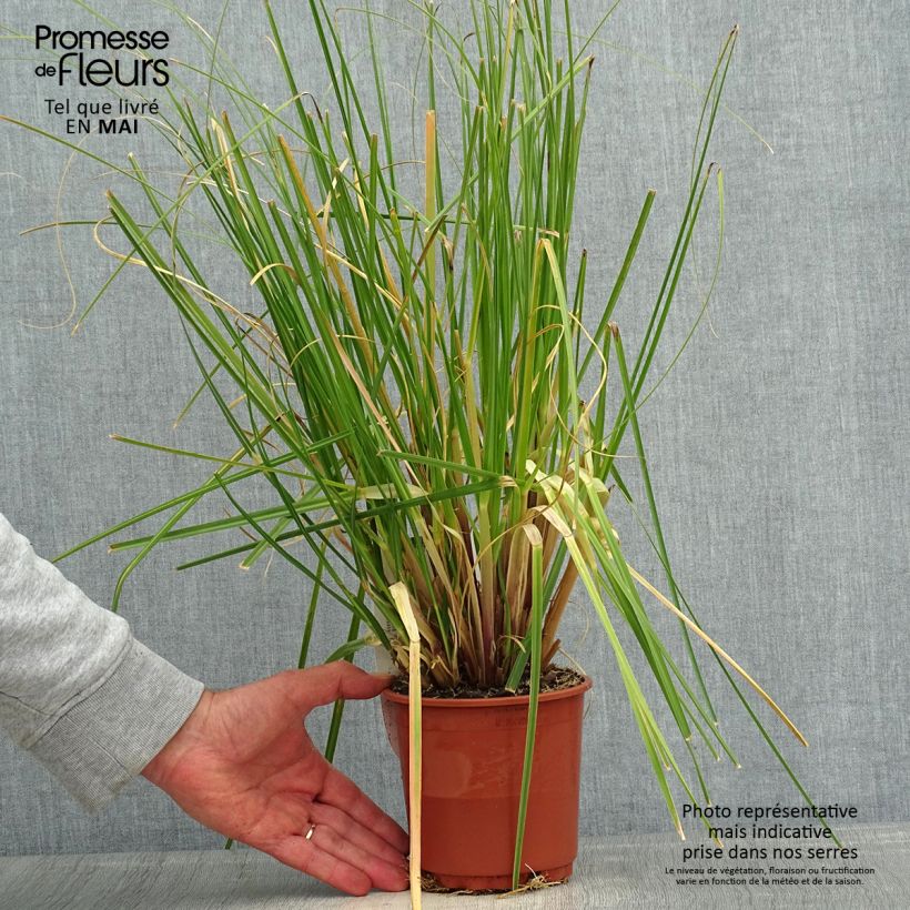 Cortaderia selloana Evita - Pampas Grass sample as delivered in spring