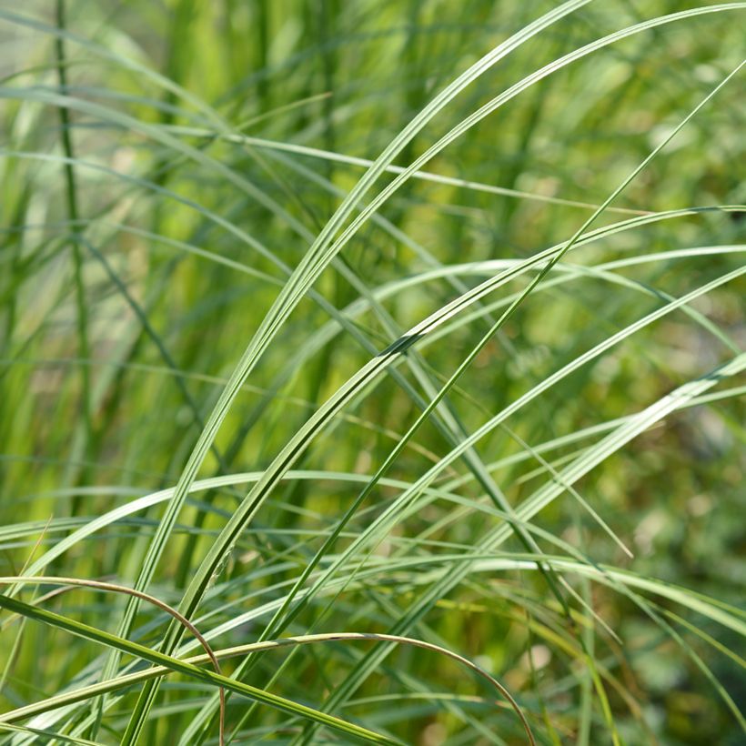 Cortaderia selloana Mini Pampas - Pampas Grass (Foliage)