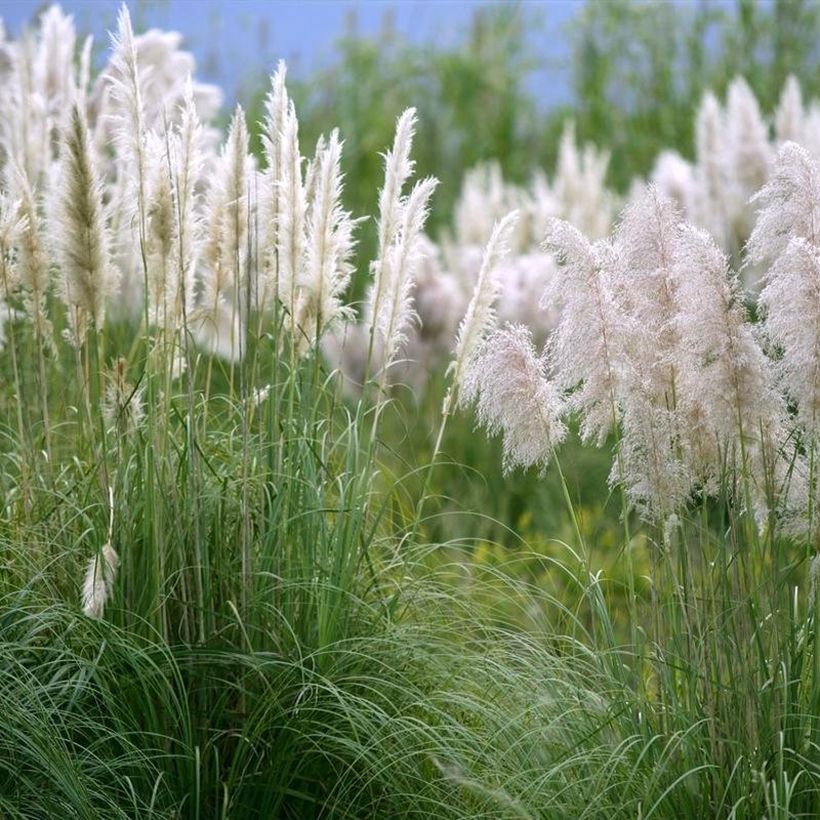 Cortaderia selloana Mini Silver Pampas - Mini Silver Pampas Grass (Plant habit)