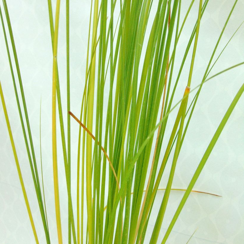 Cortaderia selloana Rosea - Pink Pampas Grass (Foliage)
