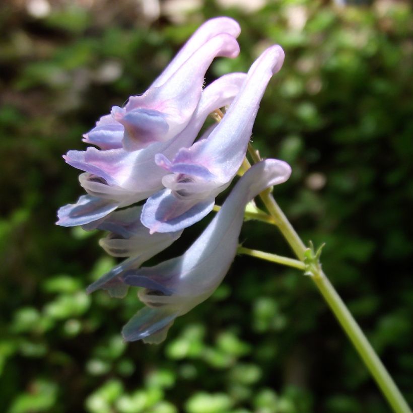 Corydale, Corydalis linstowiana, Fumitory (Flowering)