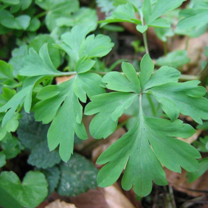 Corydalis solida Firebird (Foliage)