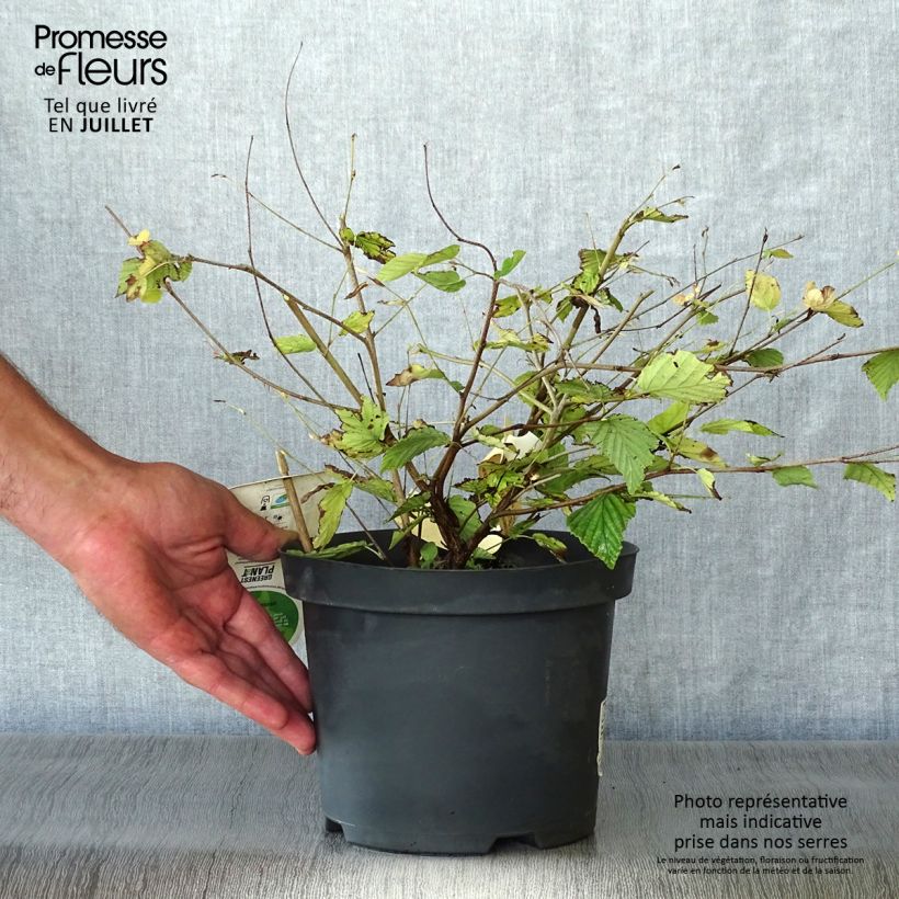 Corylopsis pauciflora - Faux noisetier Pot de 2L/3L sample as delivered in summer