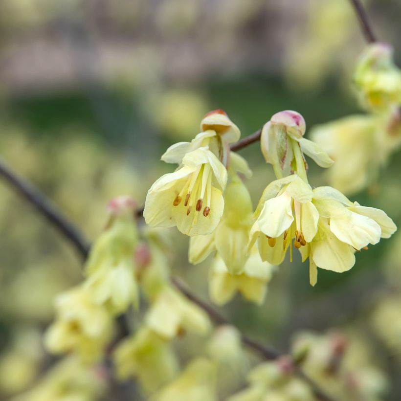 Corylopsis pauciflora (Flowering)