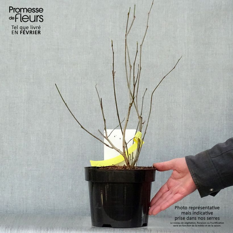 Corylopsis spicata 2L/3L pot sample as delivered in winter