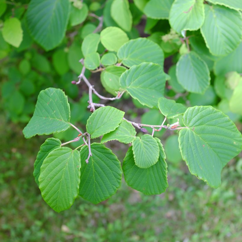 Corylopsis spicata (Foliage)