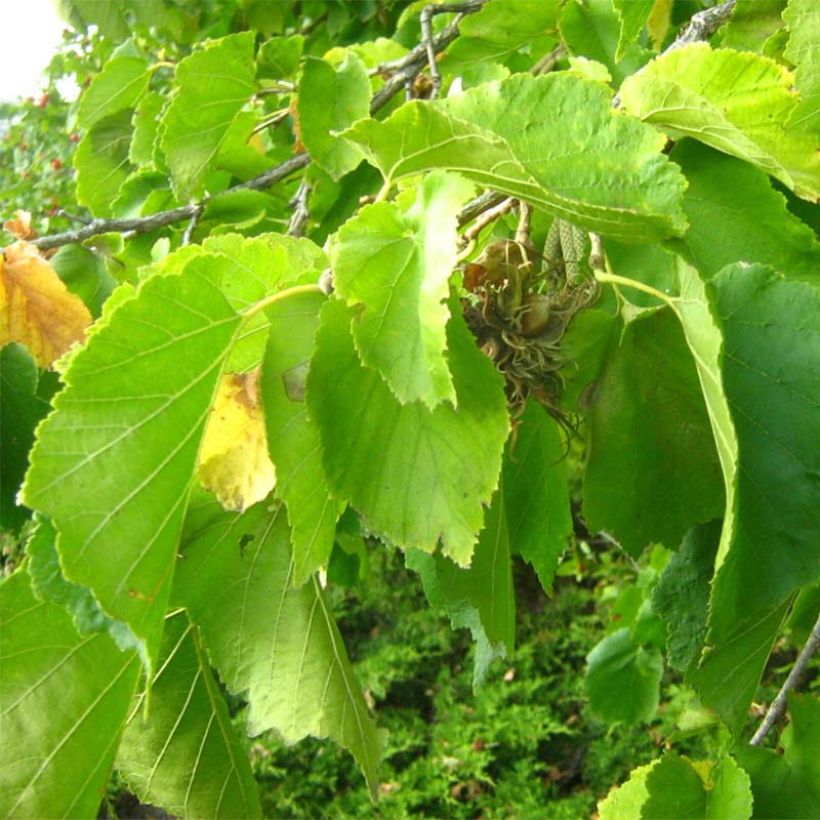 Corylus colurna - Turkish Hazel (Foliage)