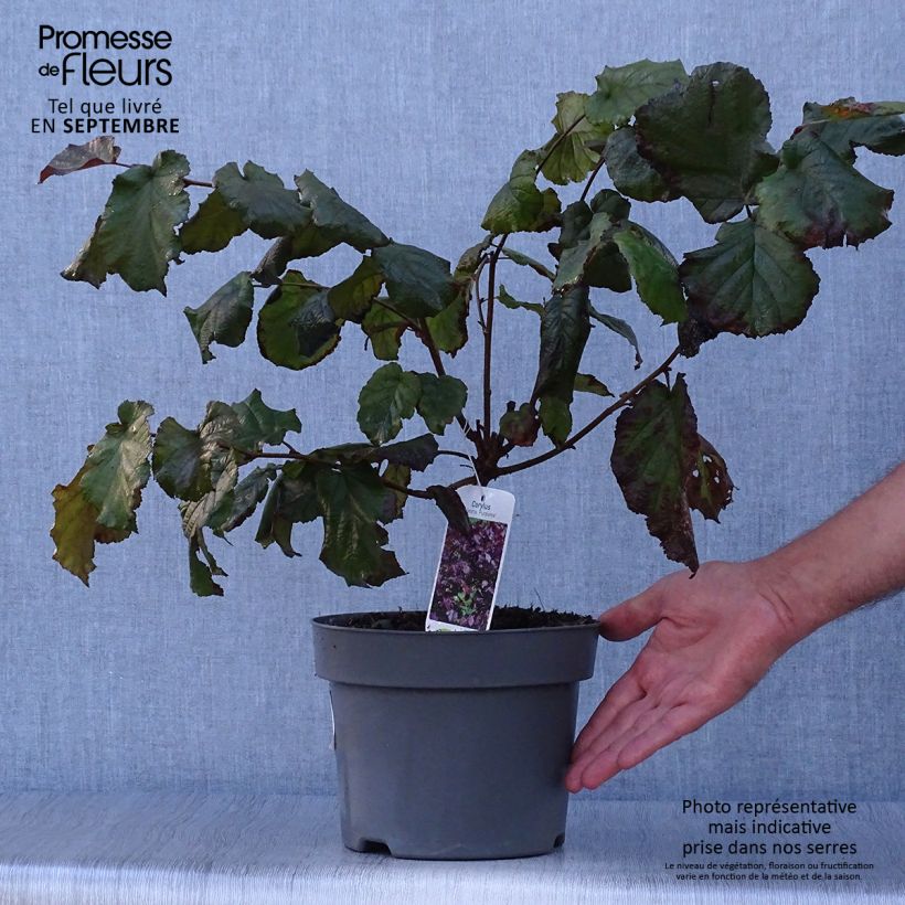 Corylus maxima Purpurea - Red Filbert 3L/4L pot sample as delivered in autumn