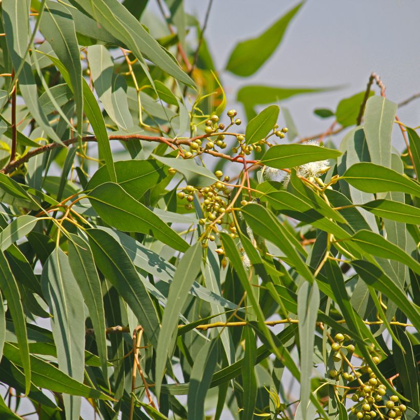 Eucalyptus citriodora (Foliage)