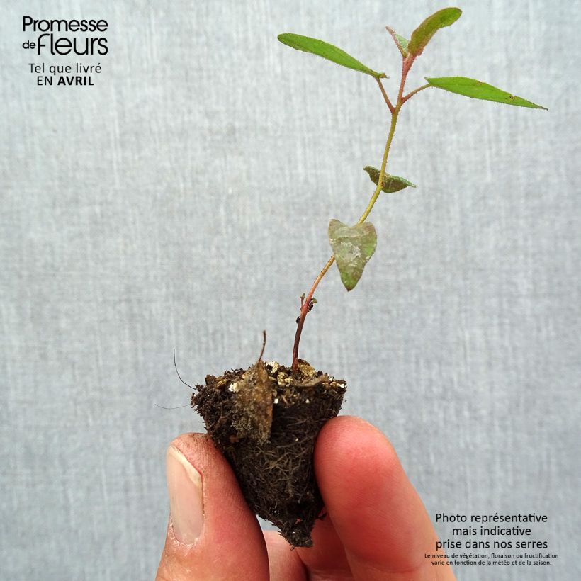 Eucalyptus citriodora Plug plant 1.5/2.5 cm sample as delivered in spring