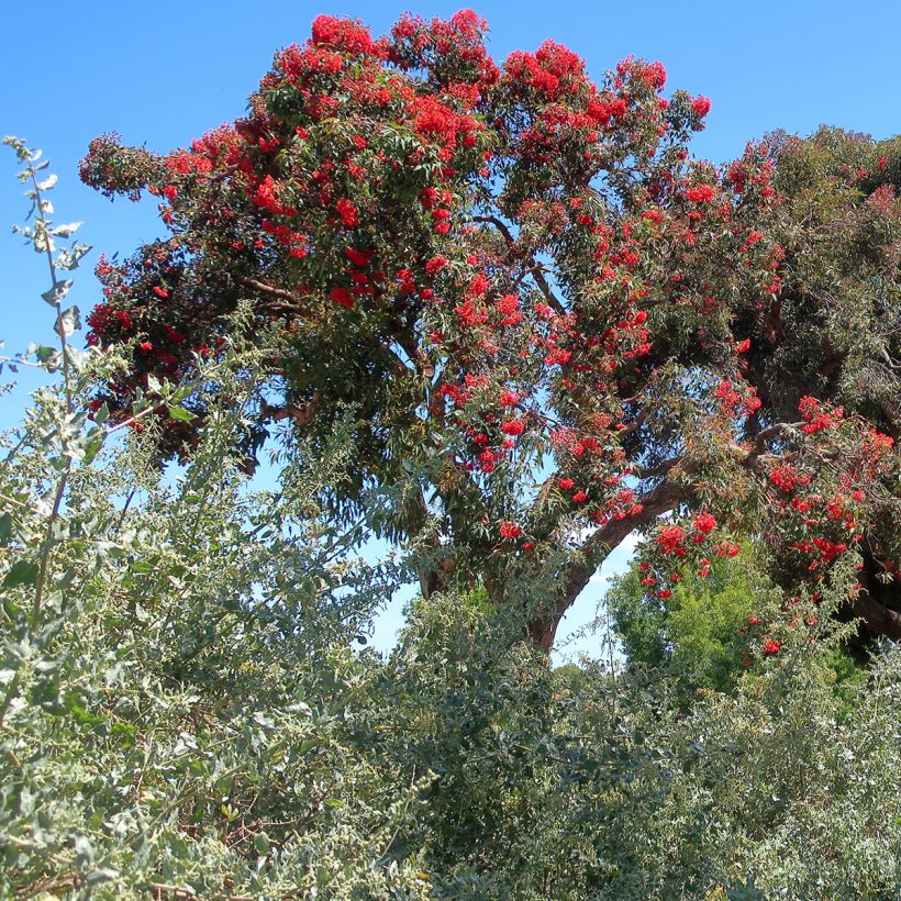 Corymbia ficifolia (Plant habit)