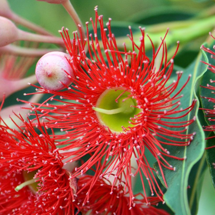 Corymbia ficifolia (Flowering)