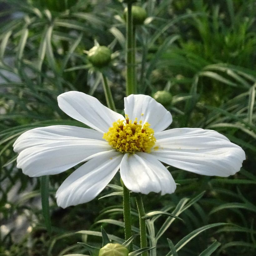 Cosmos bipinnatus Sonata White (Flowering)