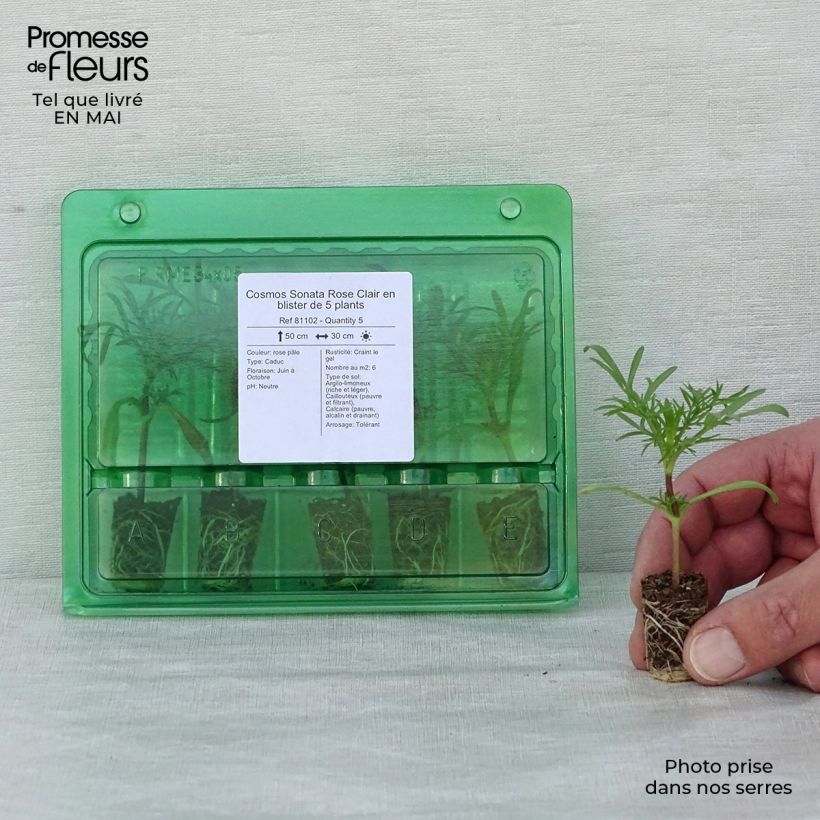 Cosmos  bipinnatus Sonata Light Pink Plug plant 1.5/2.5 cmShipped height around 10/20cm sample as delivered in spring