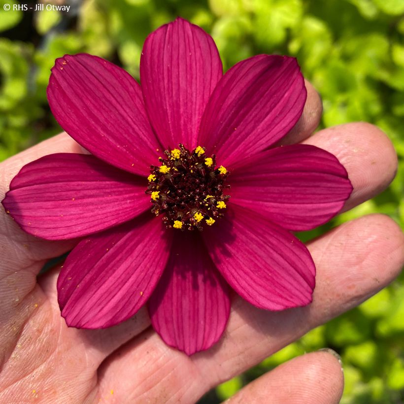 Cosmos atrosanguineus Cherry Chocolate - Chocolate cosmos (Flowering)