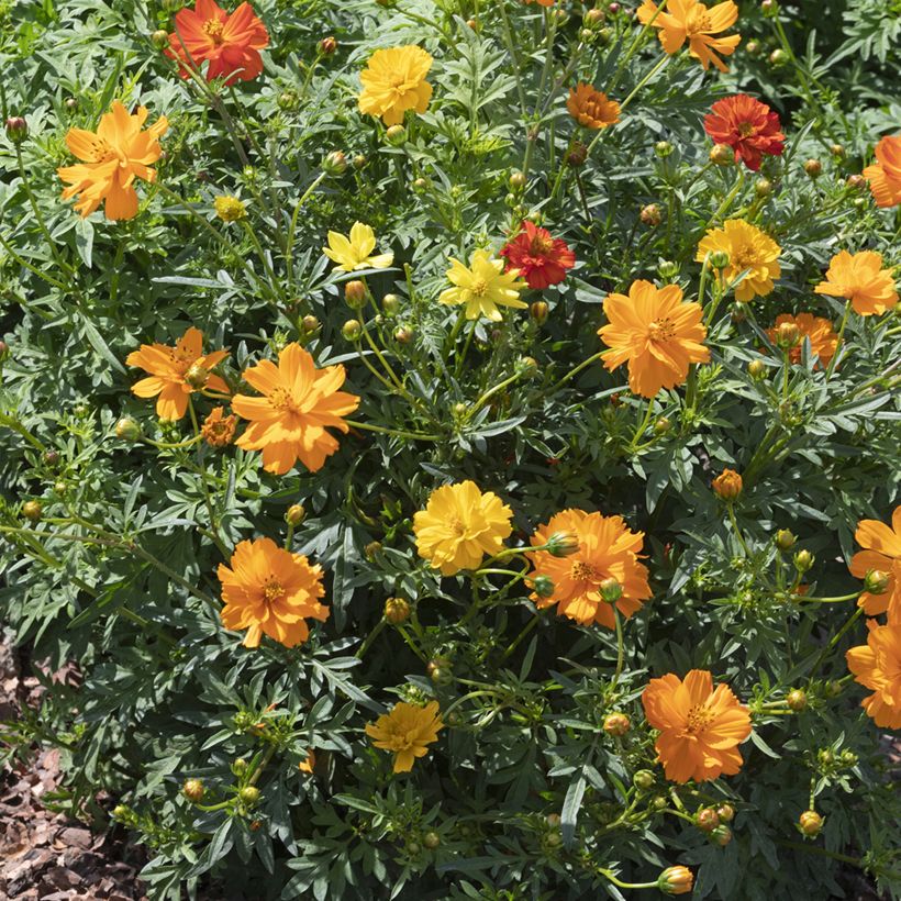 Cosmos Brightness Mixed Seeds - Cosmos sulphureus (Plant habit)