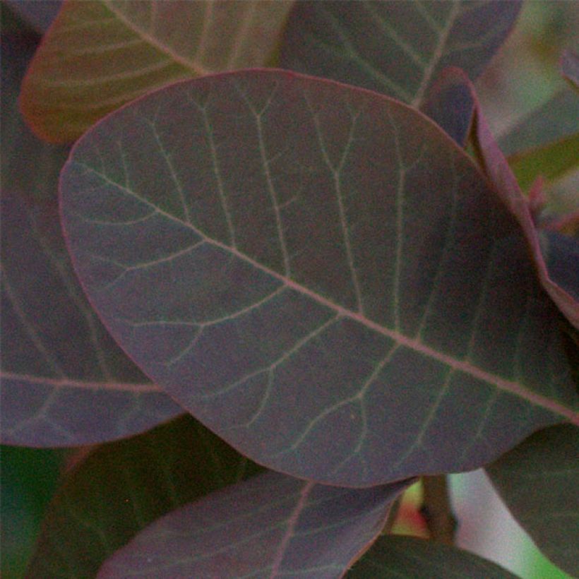 Cotinus Grace - Smoke Bush (Foliage)