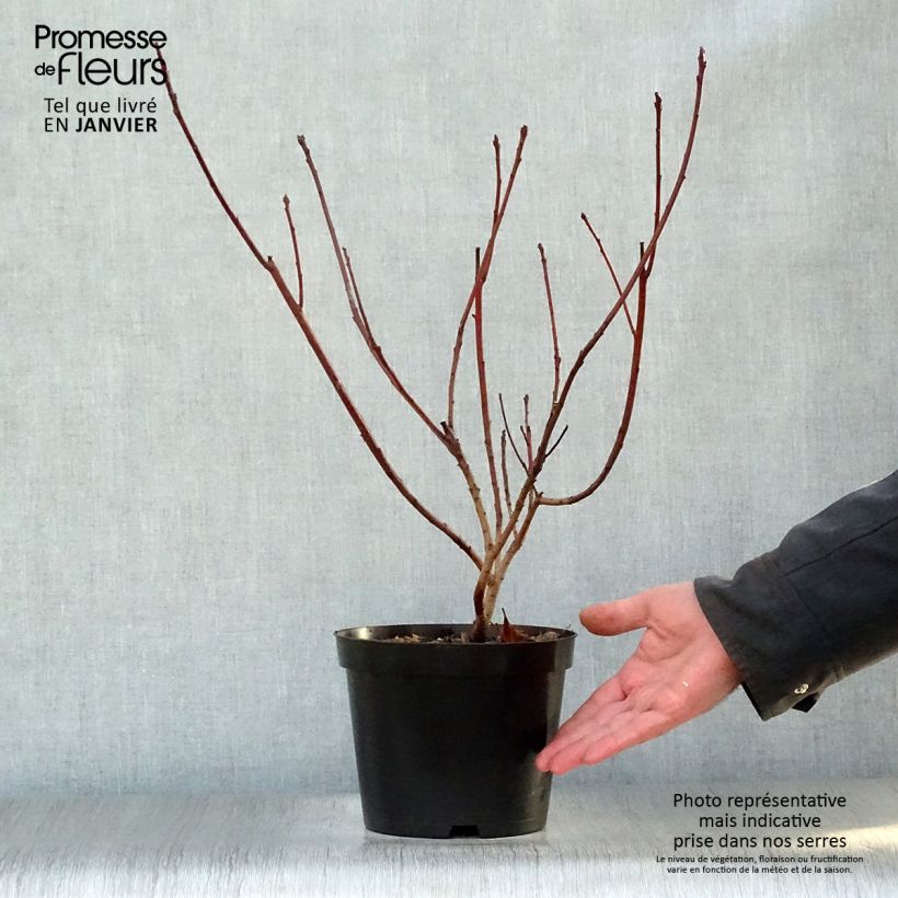 Cotinus Grace - Arbre à perruque en pot de 3,5L sample as delivered in winter