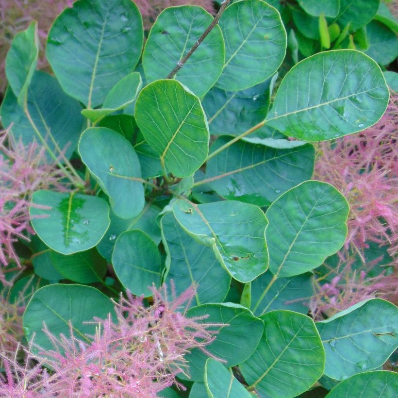 Cotinus coggygria Smokey Joe - Smoke Bush (Foliage)
