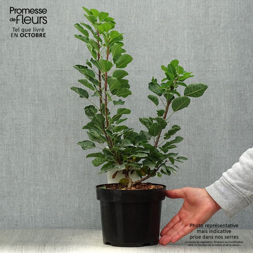 Cotinus Smokey Joe - Arbre à perruque nain. Pot de 3L/4L sample as delivered in autumn