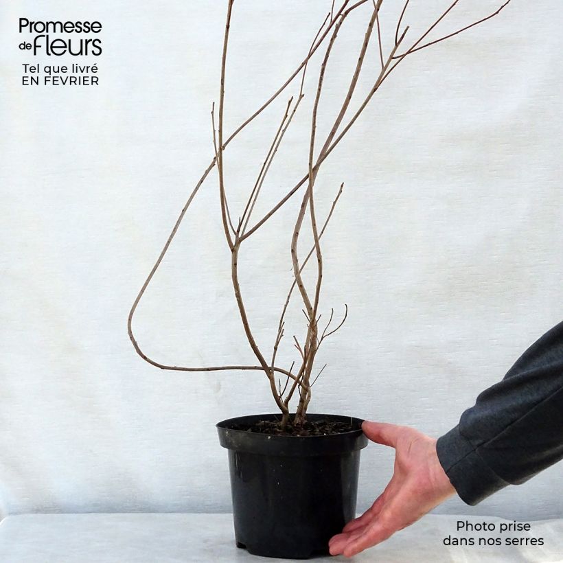 Cotinus coggygria - Arbre à Perruques Pot de 3L sample as delivered in winter