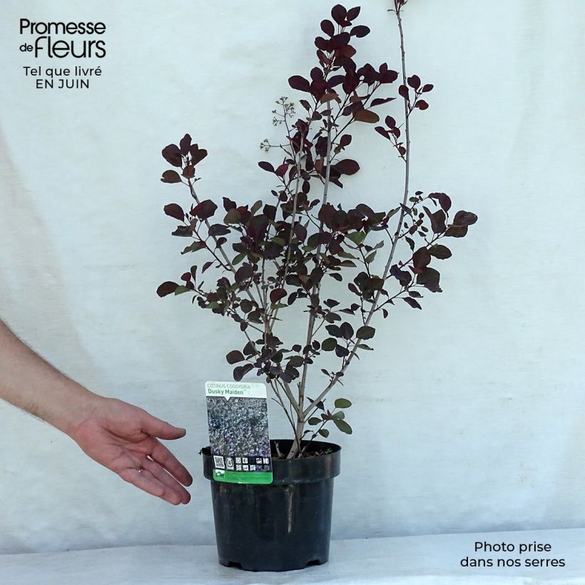 Cotinus coggygria Dusky Maiden - Smoke Bush 3L/4L pot sample as delivered in summer